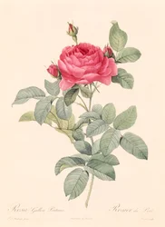Rosa Gallica Pontiana